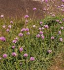 Wild Chives