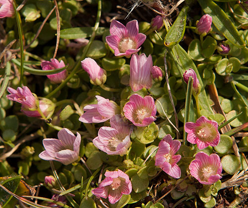 Bog Pimpernel