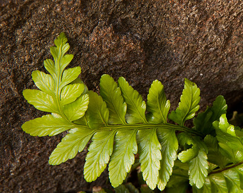 Sea Spleenwort