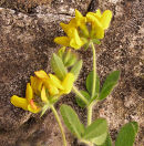 Hairy Birds Foot Trefoil