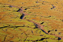 Salt Marsh