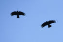 Pyrrhocorax-pyrrhocorax