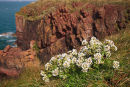 Scurvy-grass