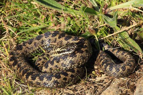 Adder
