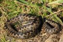 Adder