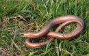 Slow Worm