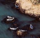 Seals