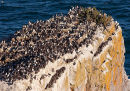 Guillemots