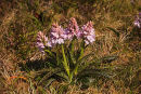 Spotted Orchid
