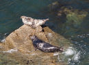 Seals