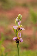 Bee Orchid