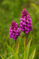 Southern Marsh Orchid