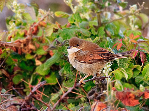 Whitethroat