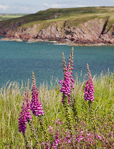 Foxglove