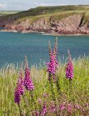 Foxglove