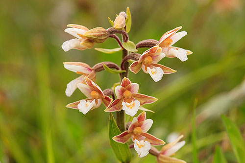 Kenfig - Marsh Helleborine