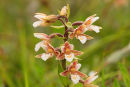 Kenfig - Marsh Helleborine