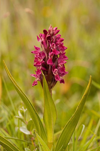 Kenfig - Early Marsh Orchid