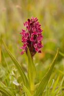 Kenfig - Early Marsh Orchid