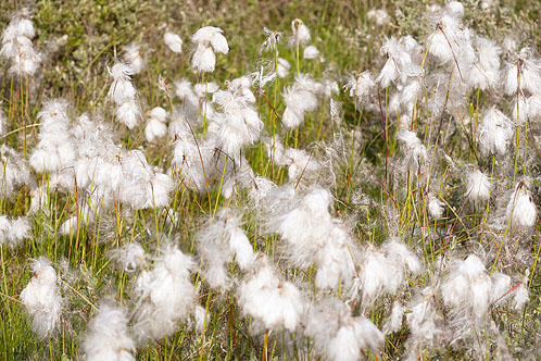 Cotton Grass