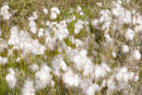 Cotton Grass