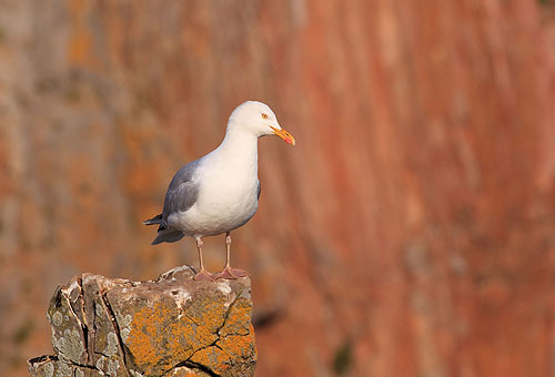Herring Gull