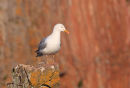 Herring Gull