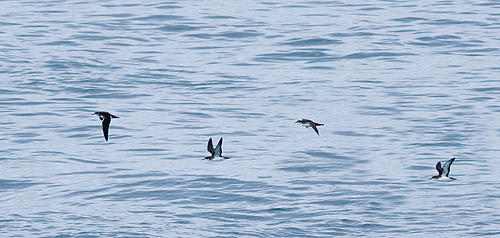 Manx Shearwater