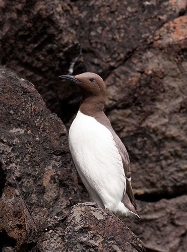 Guillemot