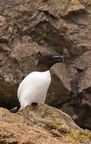 Razorbill
