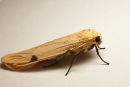 Four Spotted Footman Moth