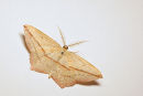 Blood Vein Moth