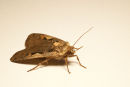 Setaceous Hebrew Character