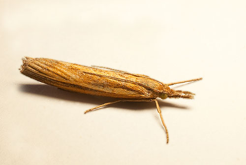 Grass Moth