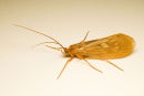 Caddisfly