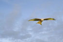 Red Kite