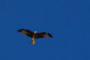 Red Kites