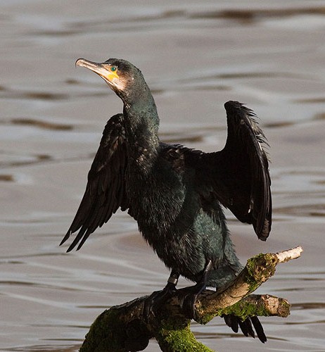 Cormorant