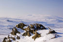 Preseli in winter