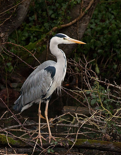 Grey Heron