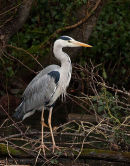 Grey Heron