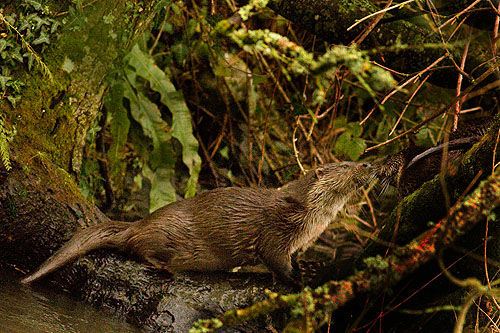 Otter