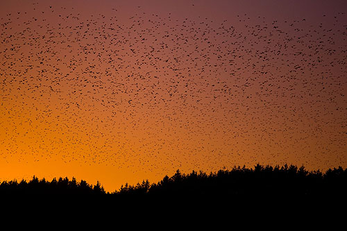 Starling flock.