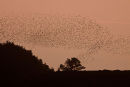 Starlings