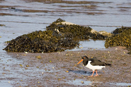 Oystercatcher