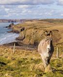 Druidston