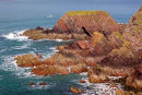 Rat island