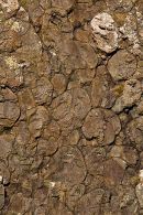 Pillow Lava