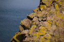 Guillemots