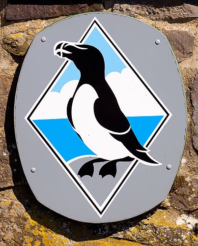 Razorbill
